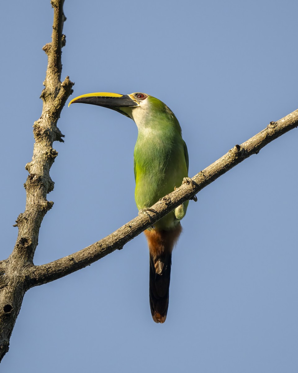 Northern Emerald-Toucanet (Wagler's) - ML615785111