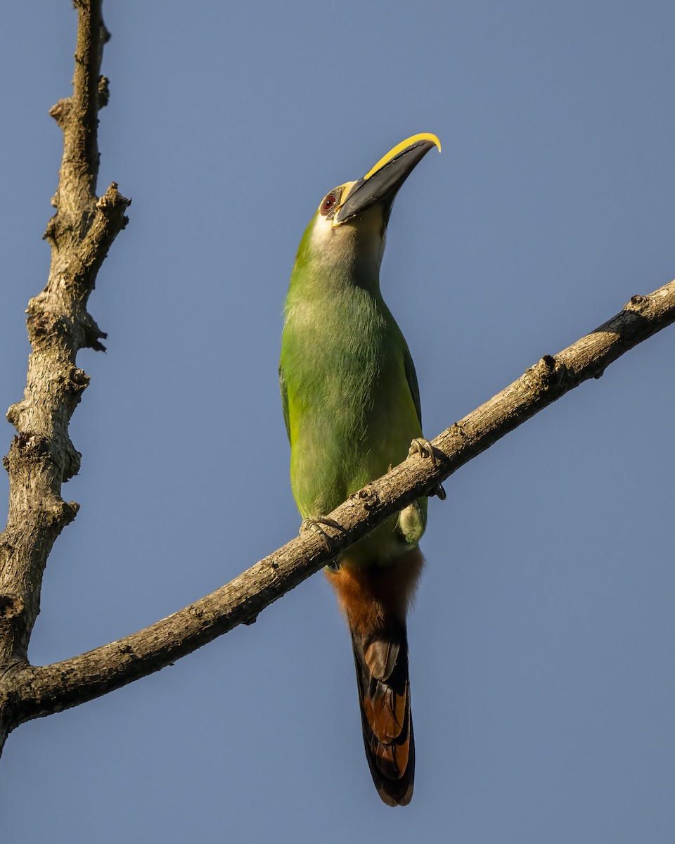 Northern Emerald-Toucanet (Wagler's) - ML615785112
