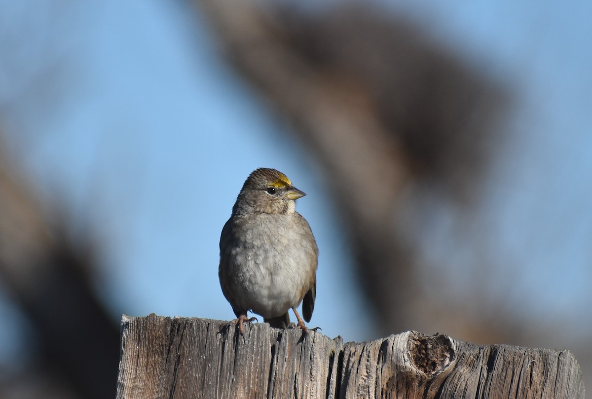 Golden-crowned Sparrow - ML615785174