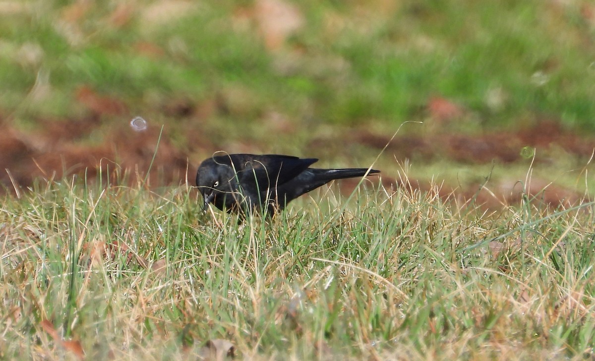 Ebird Checklist Mar Kincheloe Road Species