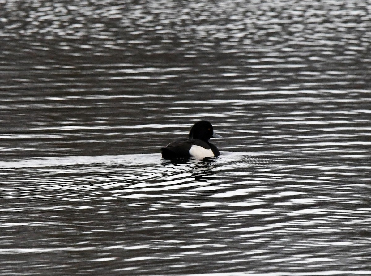 Tufted Duck - ML615785506