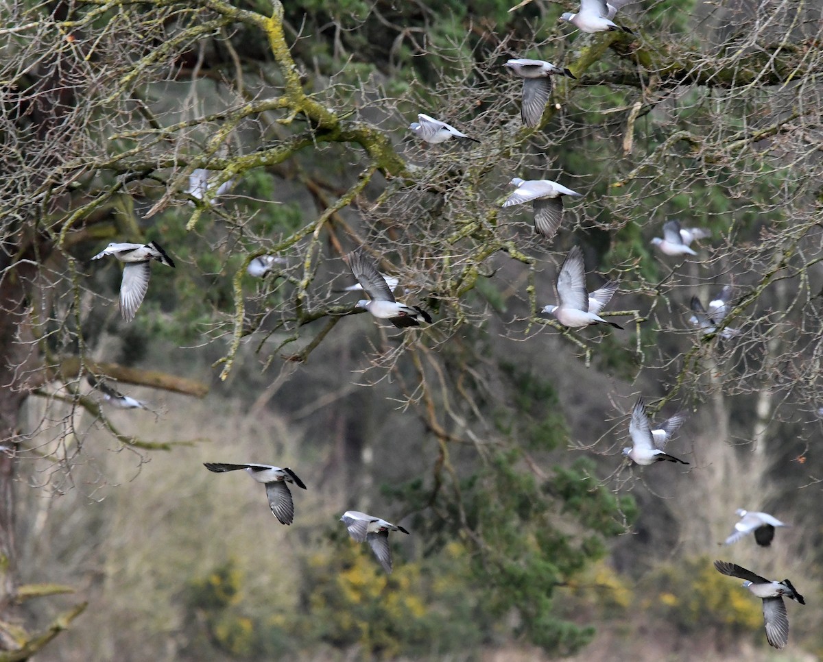 Common Wood-Pigeon (White-necked) - ML615785529