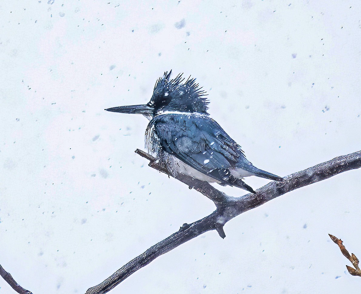Belted Kingfisher - ML615785589