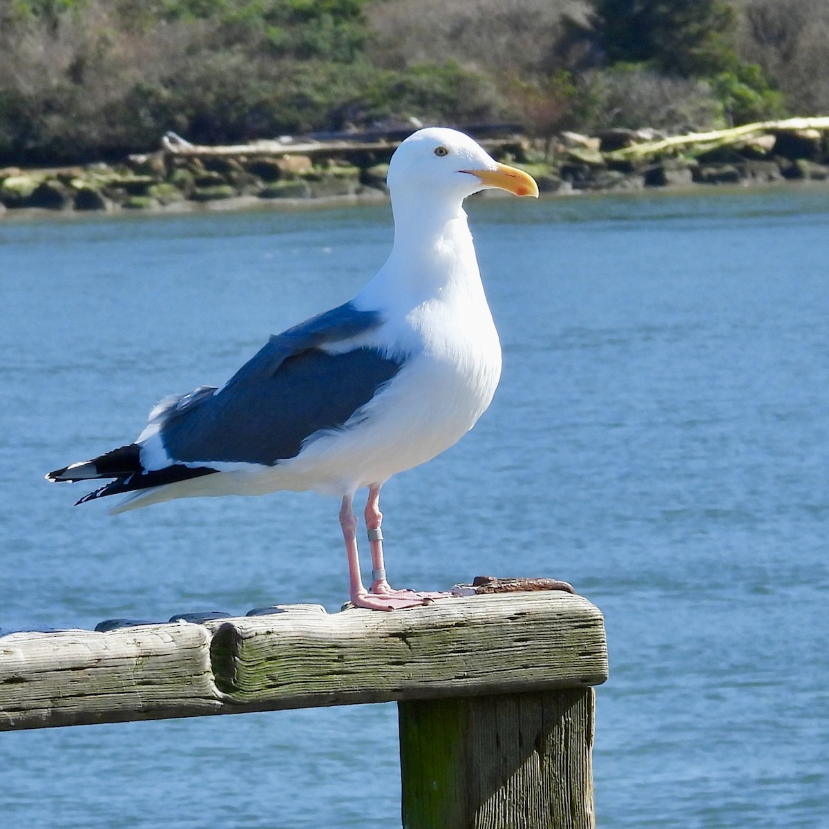 Western Gull - Lalla Pudewell