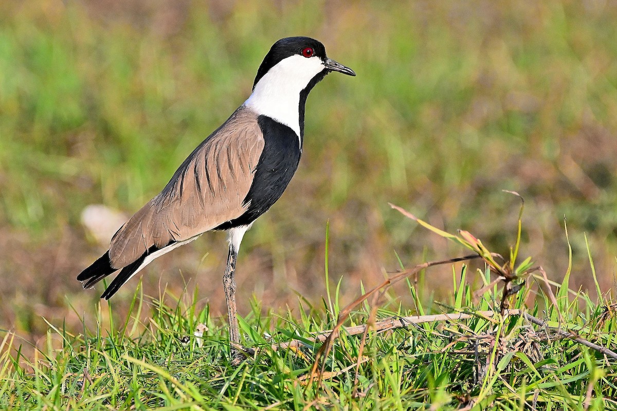 Spur-winged Lapwing - ML615785868