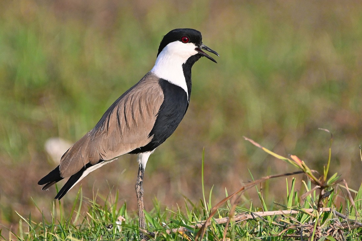 Spur-winged Lapwing - ML615785869