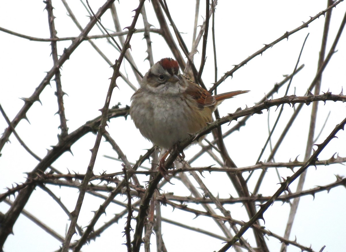Swamp Sparrow - ML615786198