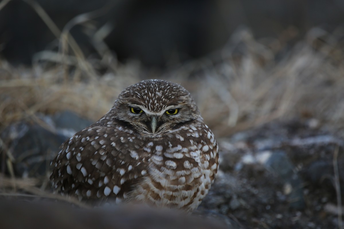 Burrowing Owl - ML615786212