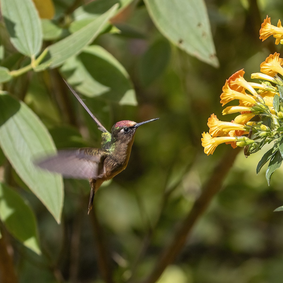 kolibřík hnědotemenný - ML615786284