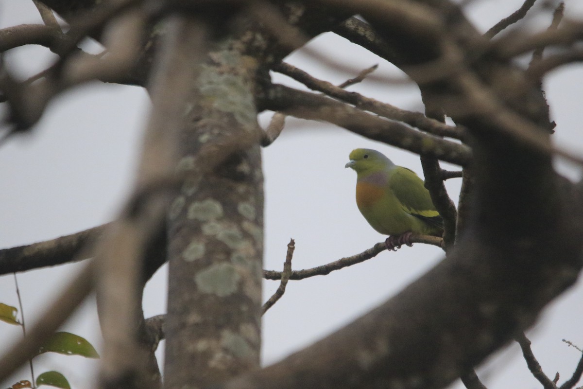 Orange-breasted Green-Pigeon - ML615786697