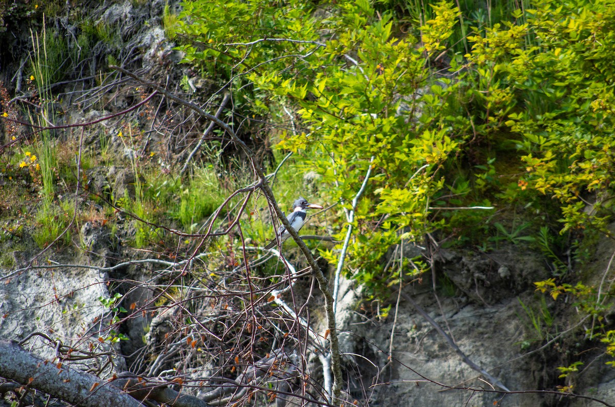 Belted Kingfisher - ML615786740