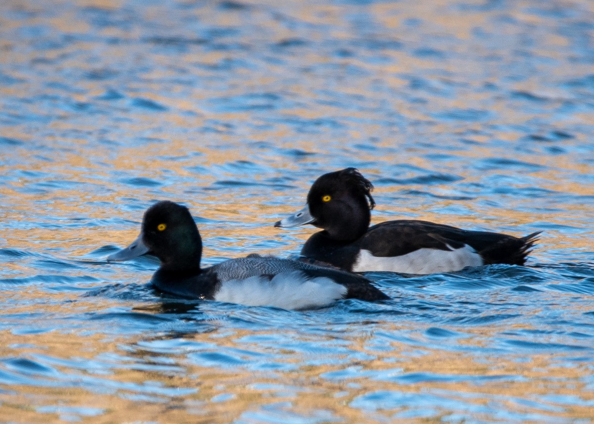 Tufted Duck - ML615786852