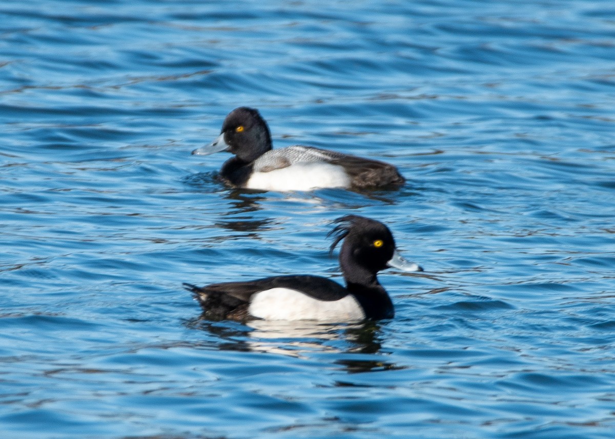 Tufted Duck - ML615786885