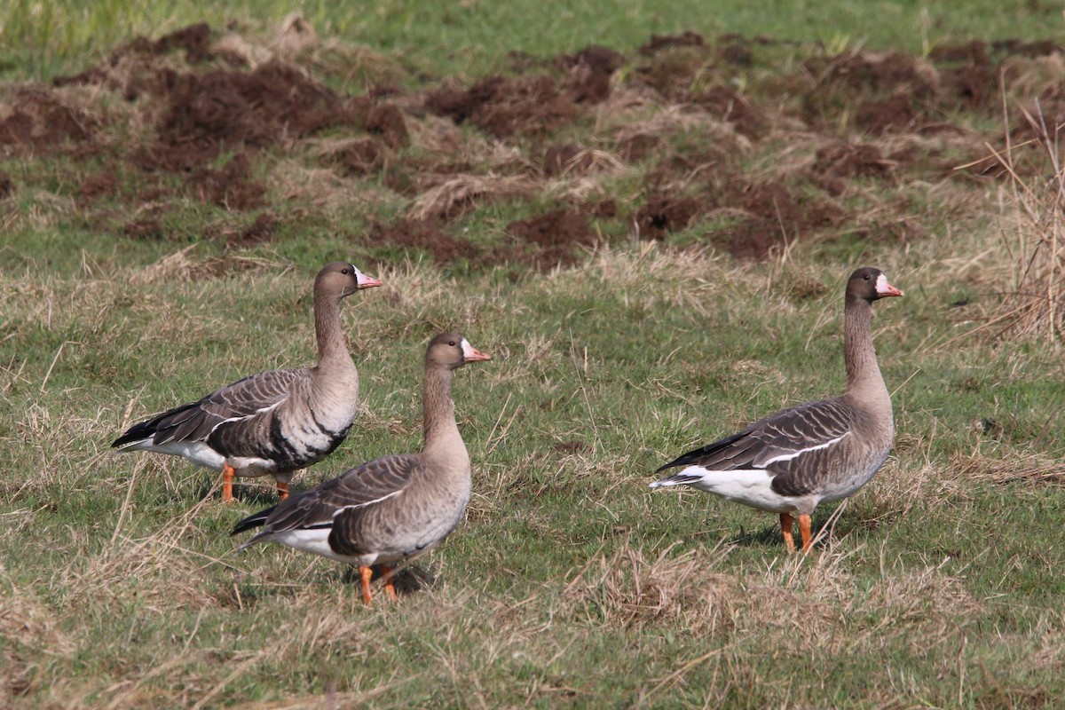Greater White-fronted Goose - ML615786980