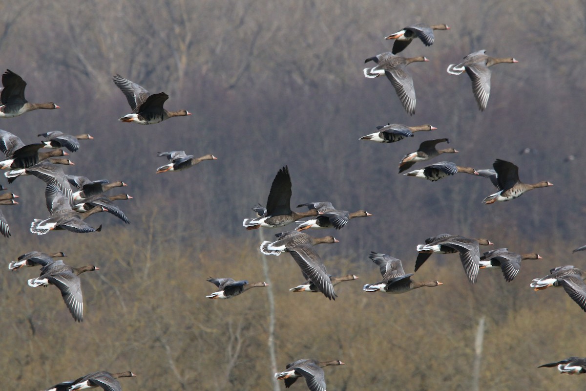 Greater White-fronted Goose - ML615786981