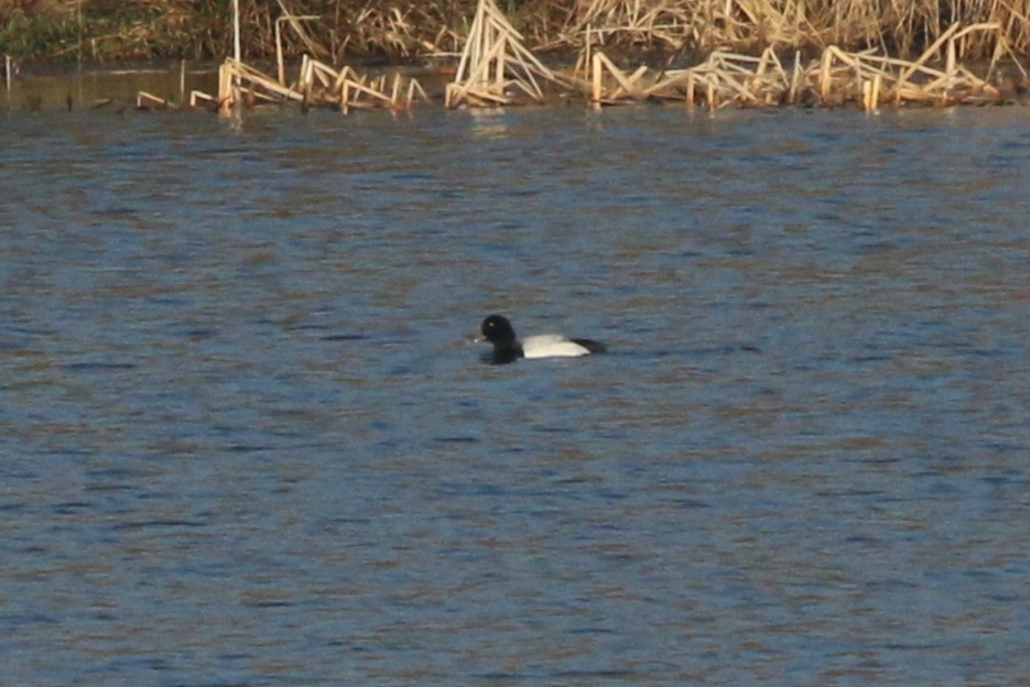 Greater Scaup - ML615787013