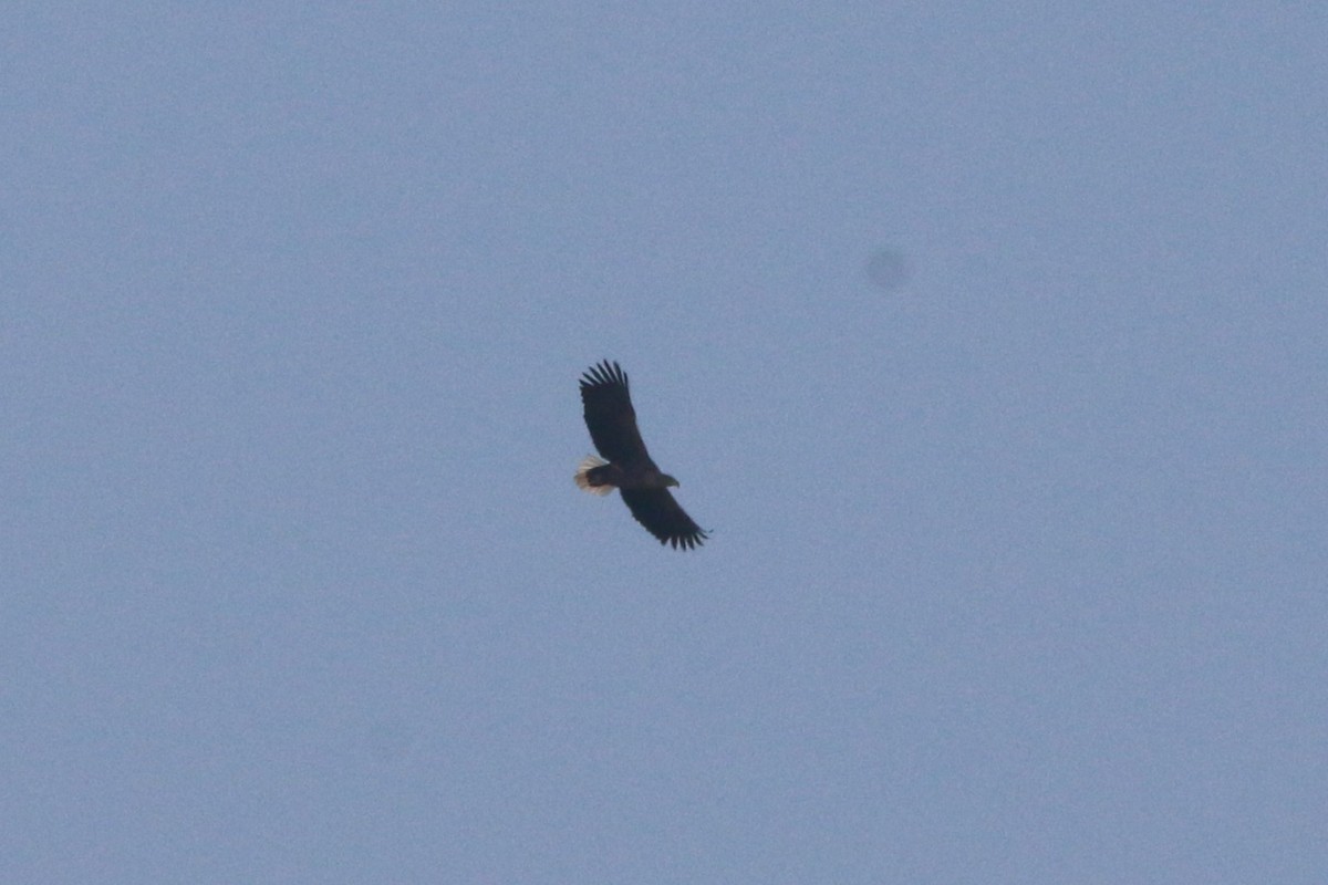 White-tailed Eagle - ML615787090