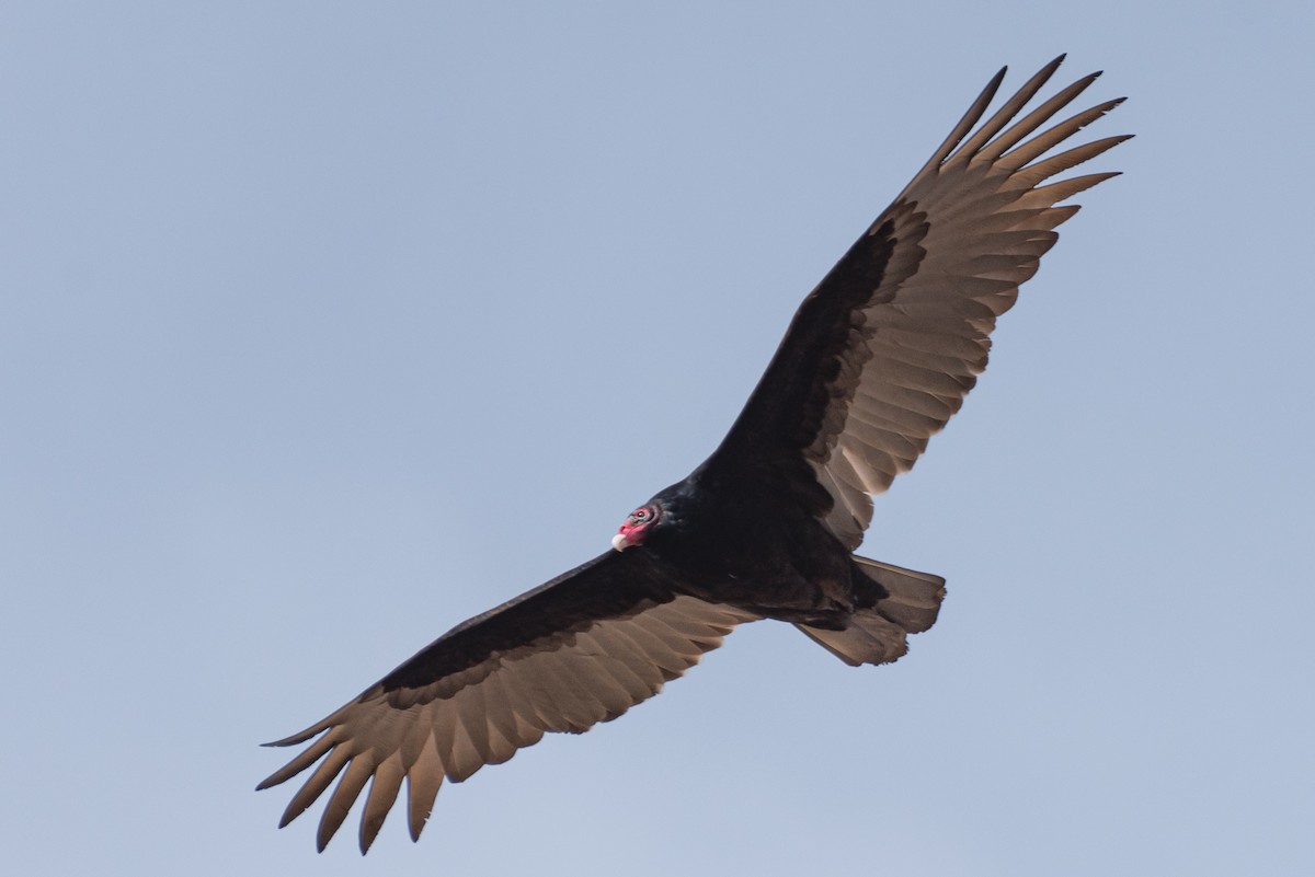 Turkey Vulture - ML615787496