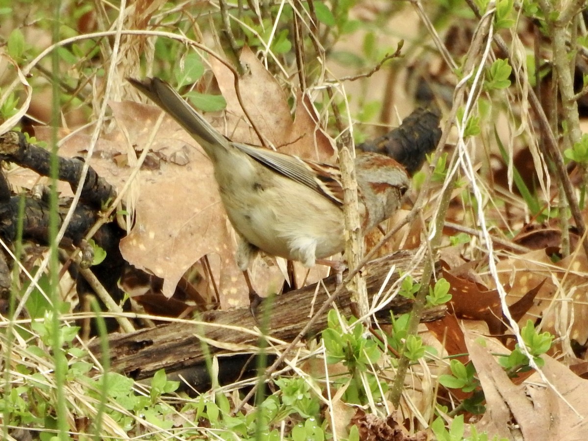 American Tree Sparrow - ML615787498