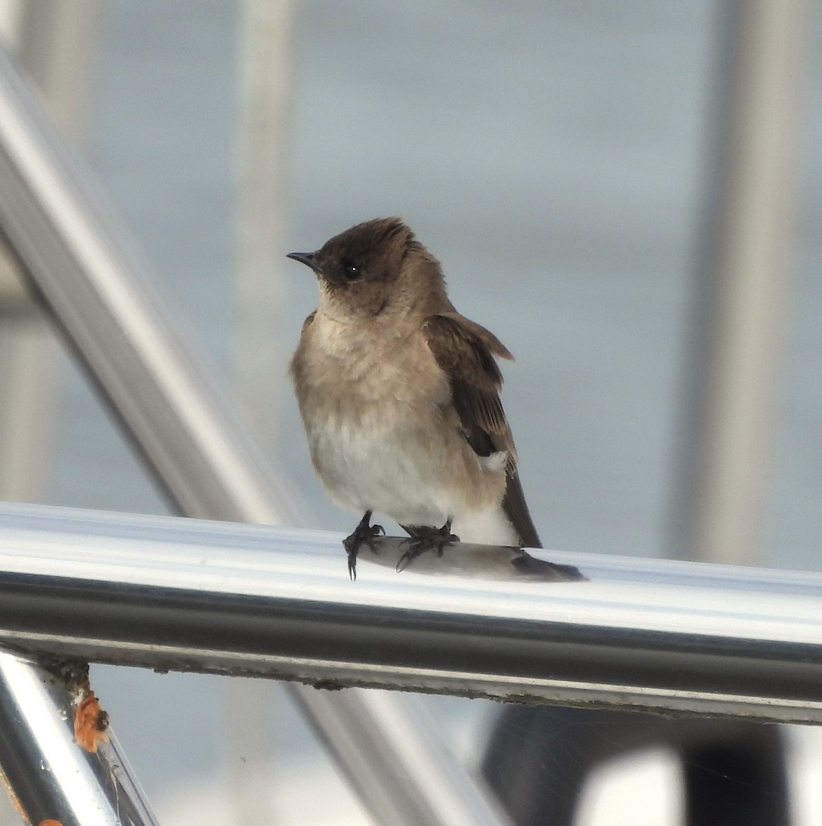 Northern Rough-winged Swallow - ML615787585