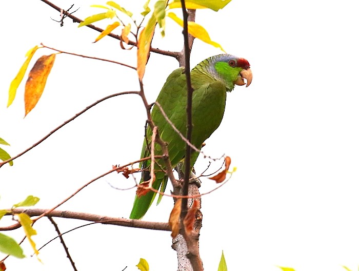 Lilac-crowned Parrot - michael carmody