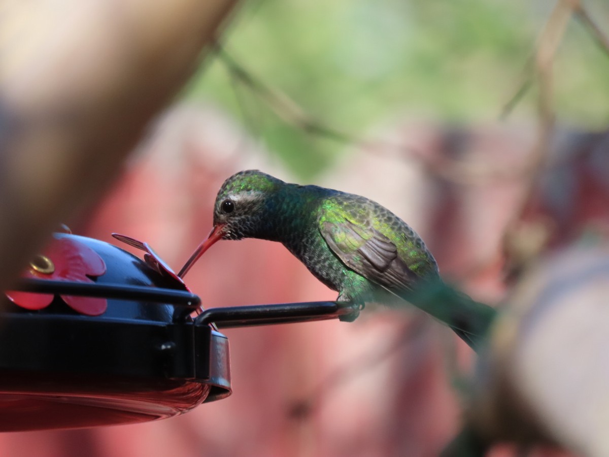 Broad-billed Hummingbird - ML615787829