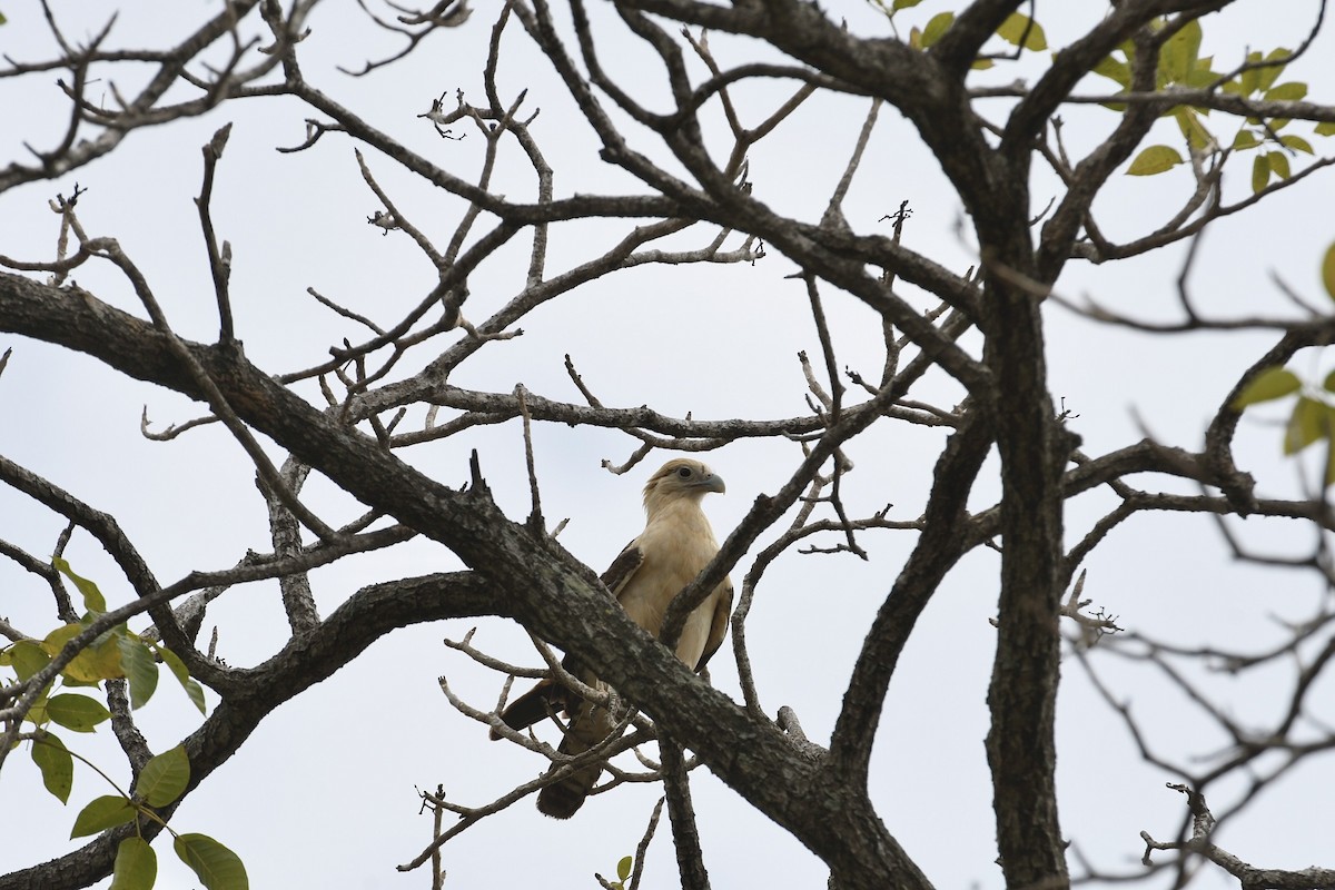 Yellow-headed Caracara - RoyalFlycatcher Birding Tours & Nature Photography