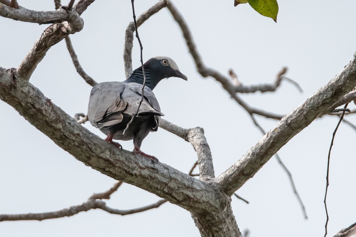 White-crowned Pigeon - ML615788011
