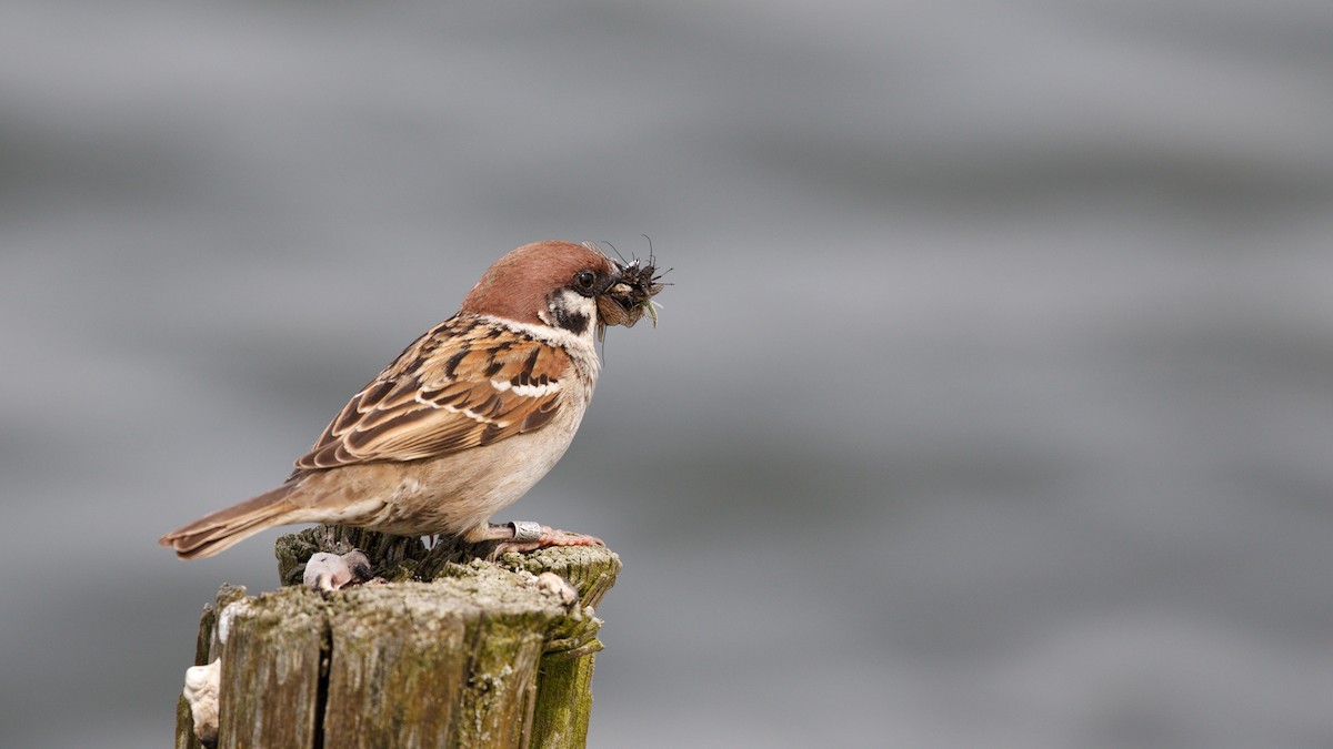 Eurasian Tree Sparrow - ML615788021