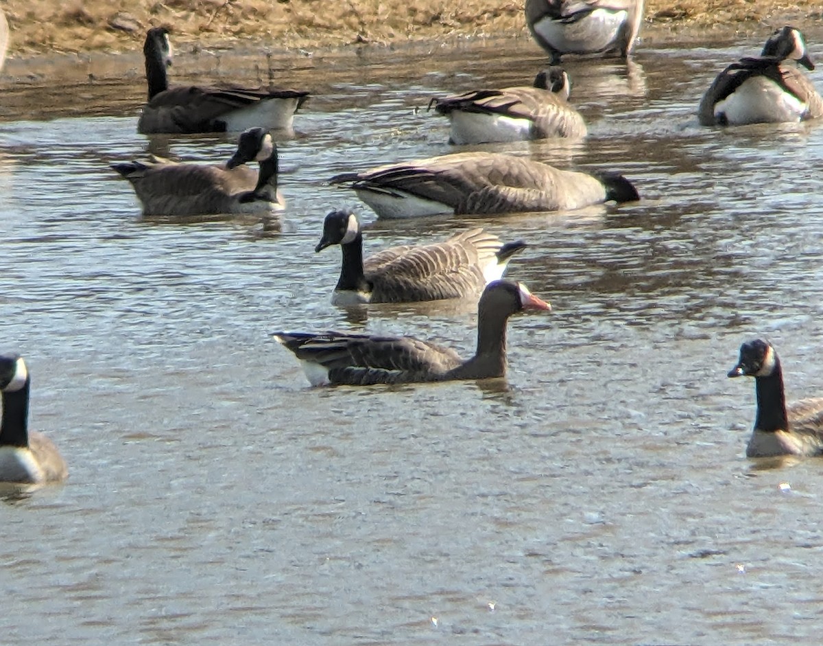 Greater White-fronted Goose - Mike V.A. Burrell