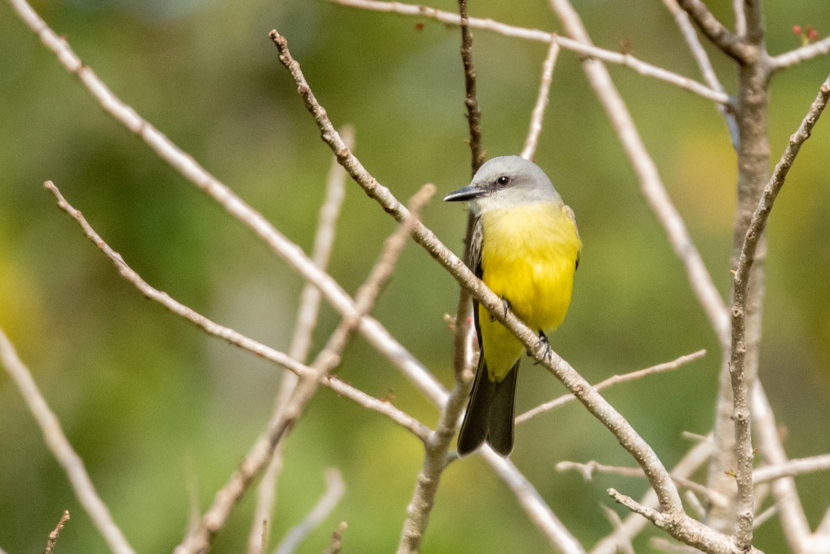 Couch's Kingbird - Layton Rikkers