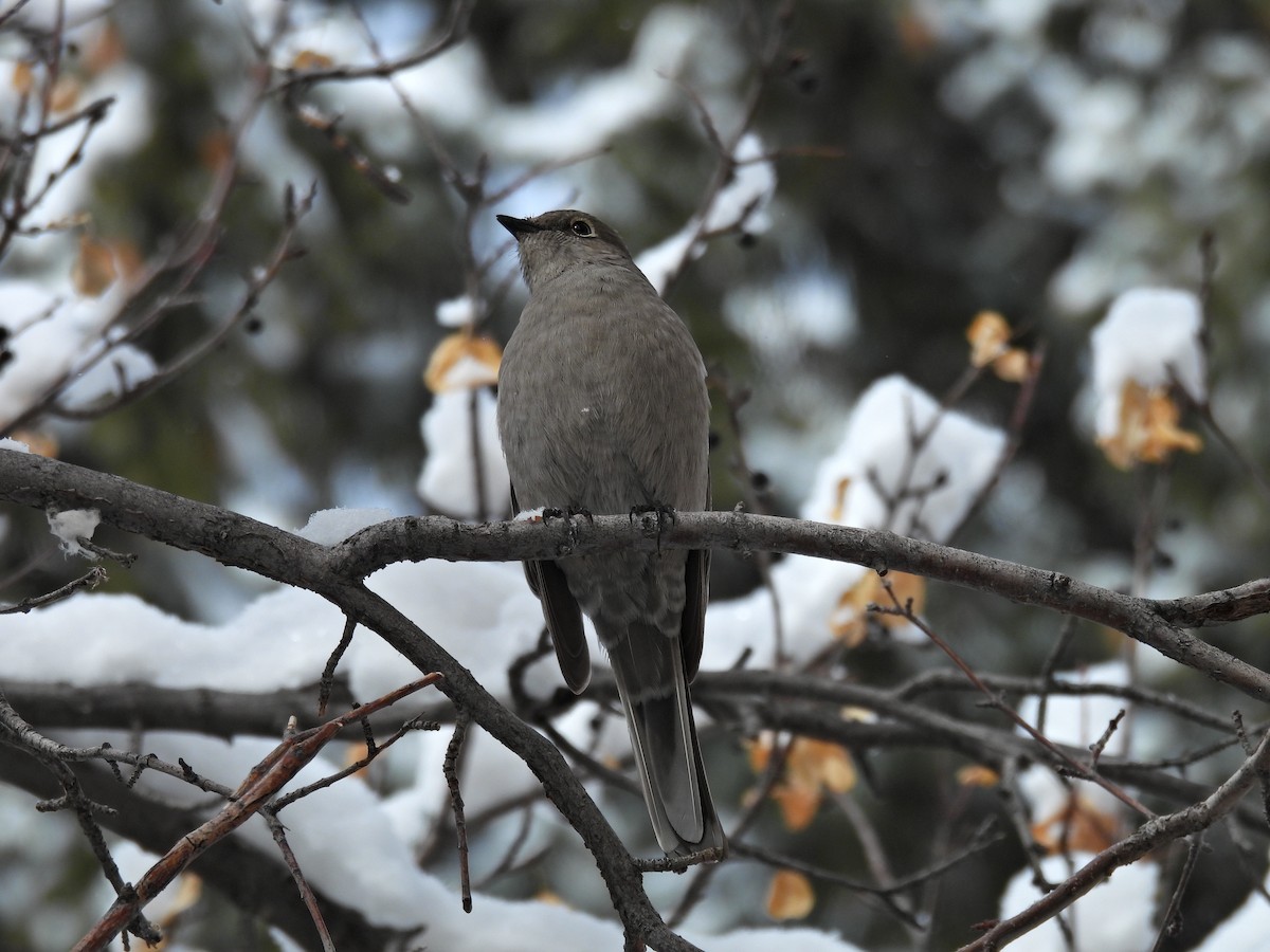 Townsend's Solitaire - ML615788124
