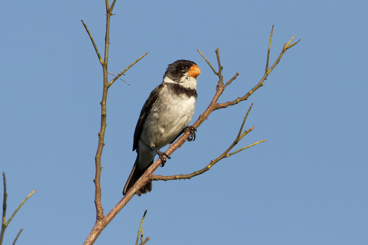White-throated Seedeater - ML615788411
