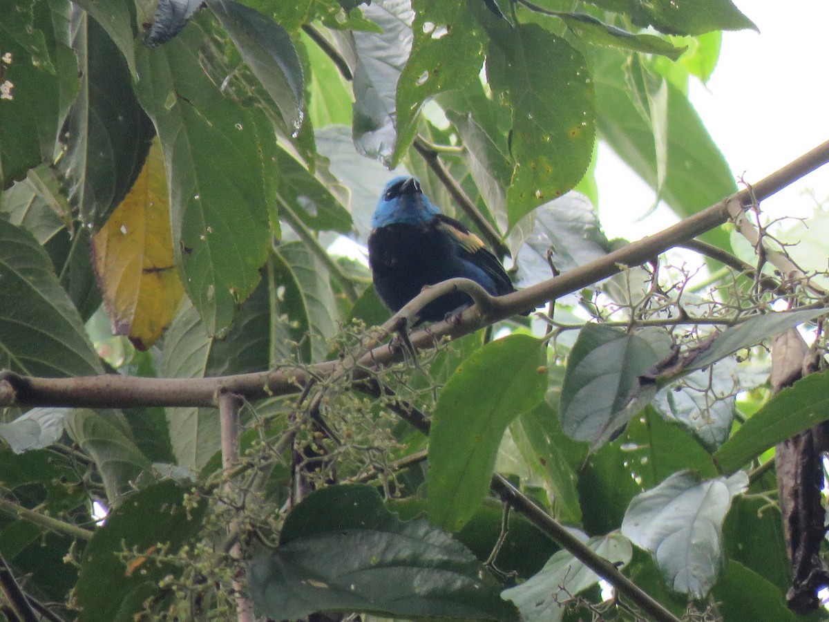 Blue-necked Tanager - ML615788548