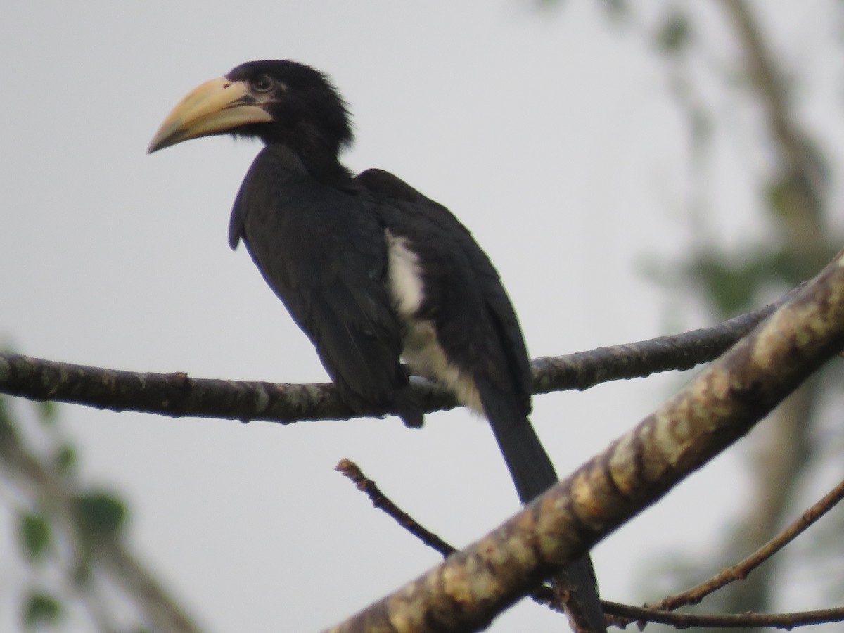 West African Pied Hornbill - ML615788636