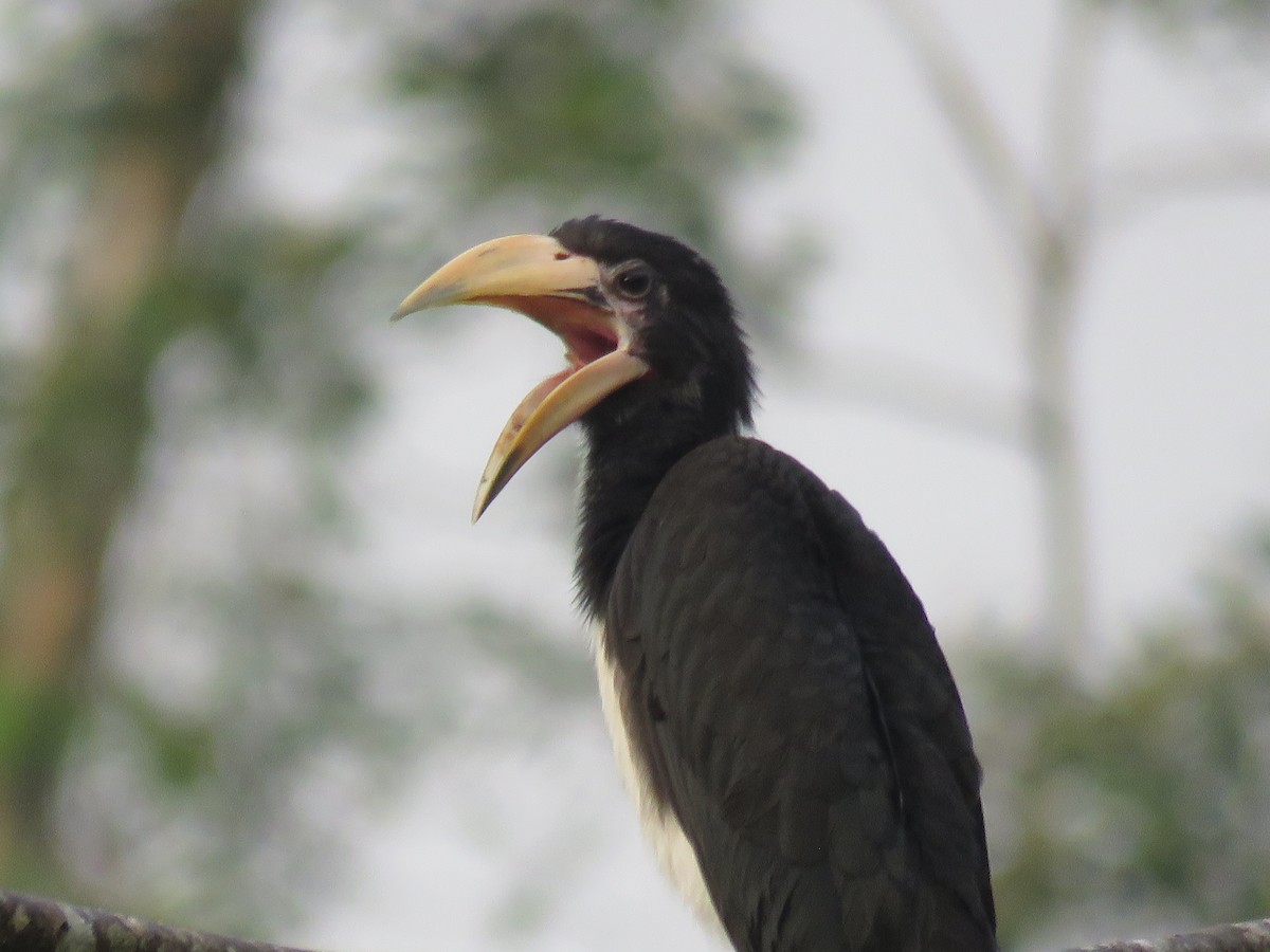 West African Pied Hornbill - kwame brown