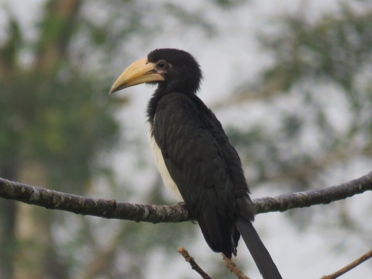 West African Pied Hornbill - kwame brown