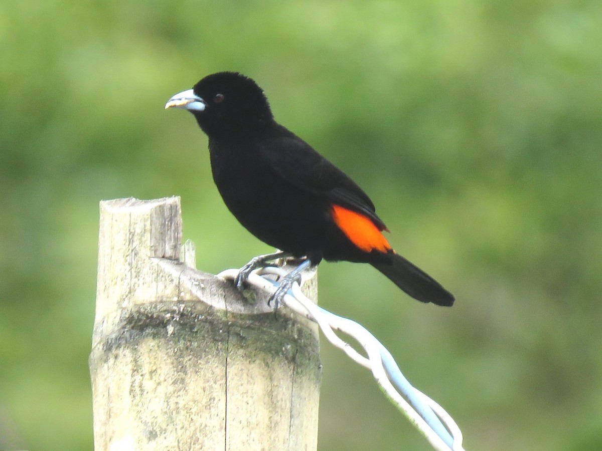 Flame-rumped Tanager - ML615788649