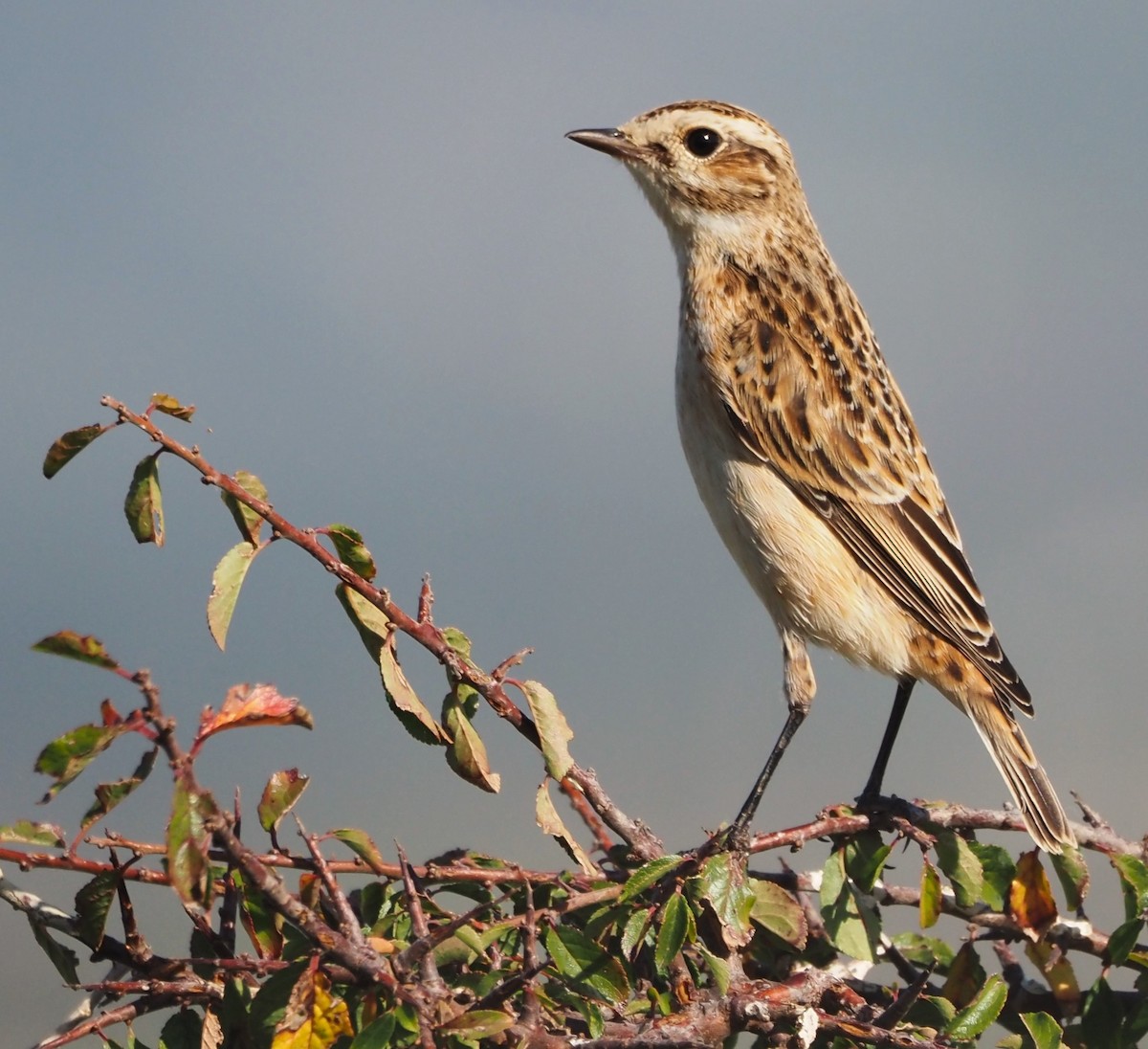 Whinchat - ML615788714