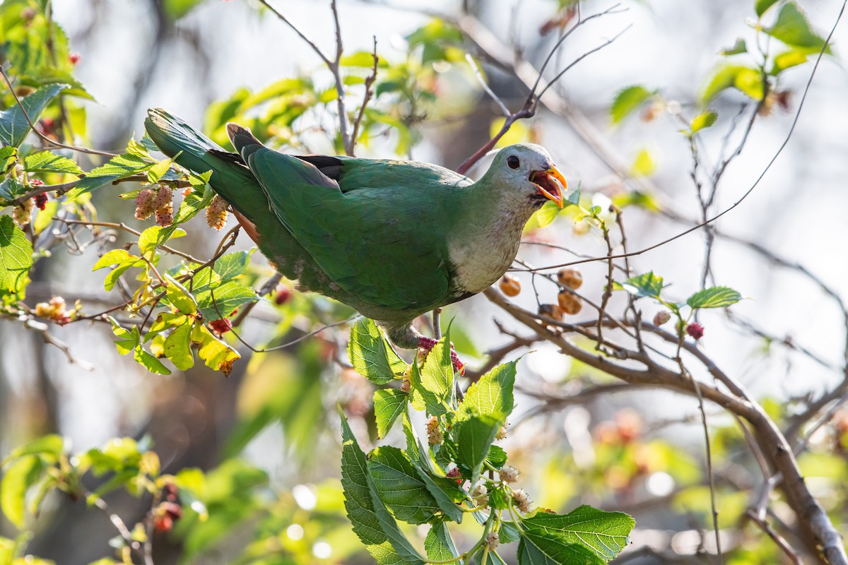 Black-chinned Fruit-Dove - Isolith Huang
