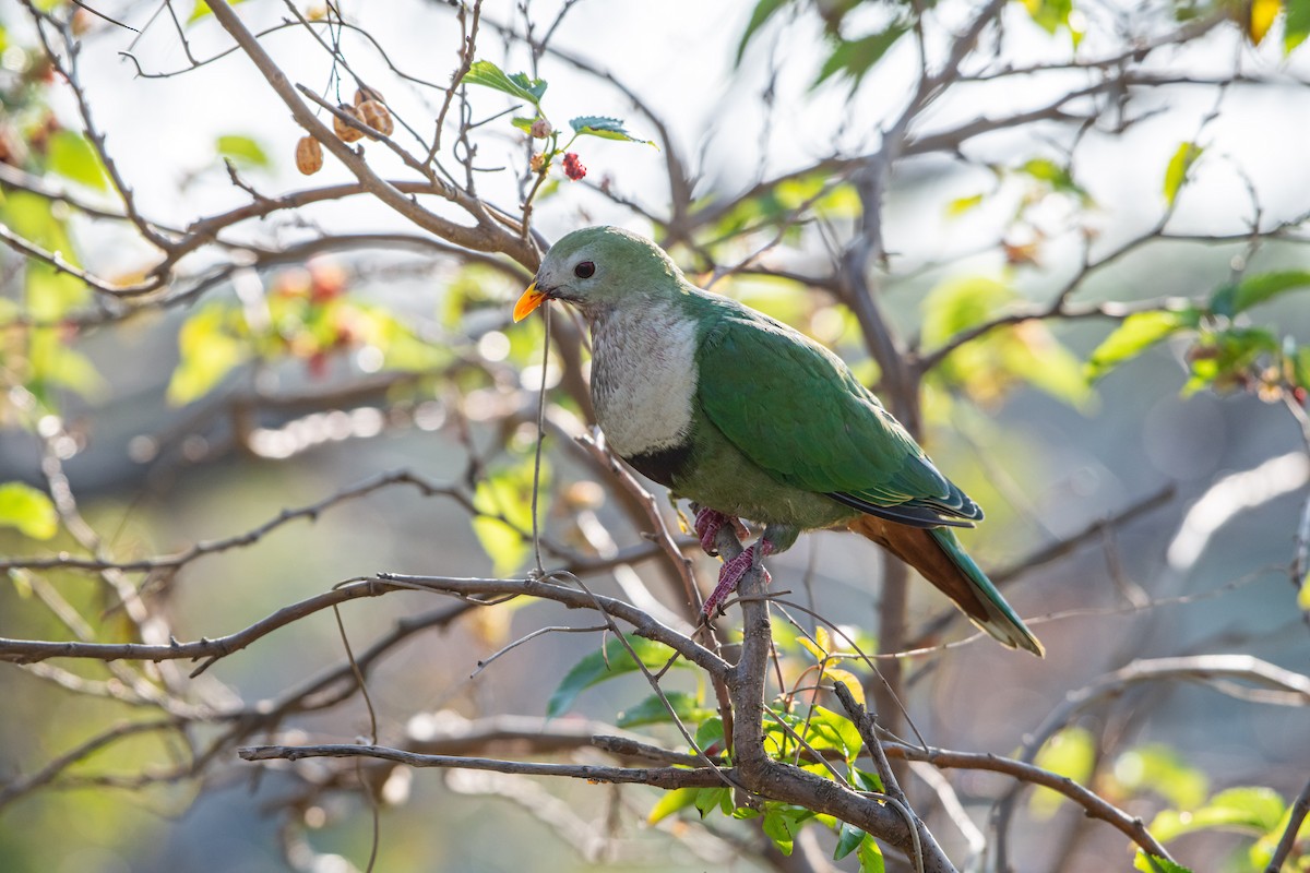 Black-chinned Fruit-Dove - Isolith Huang