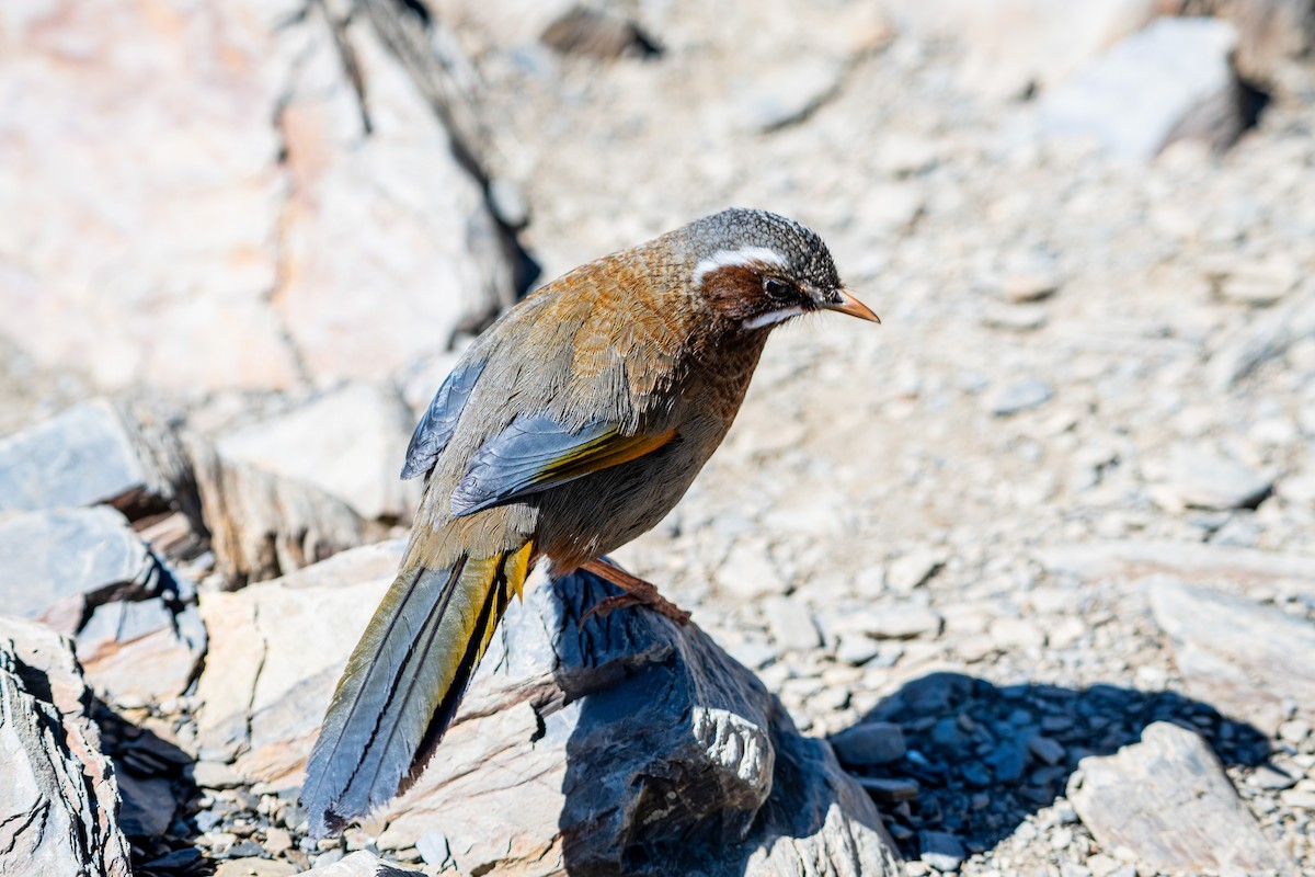 White-whiskered Laughingthrush - Isolith Huang
