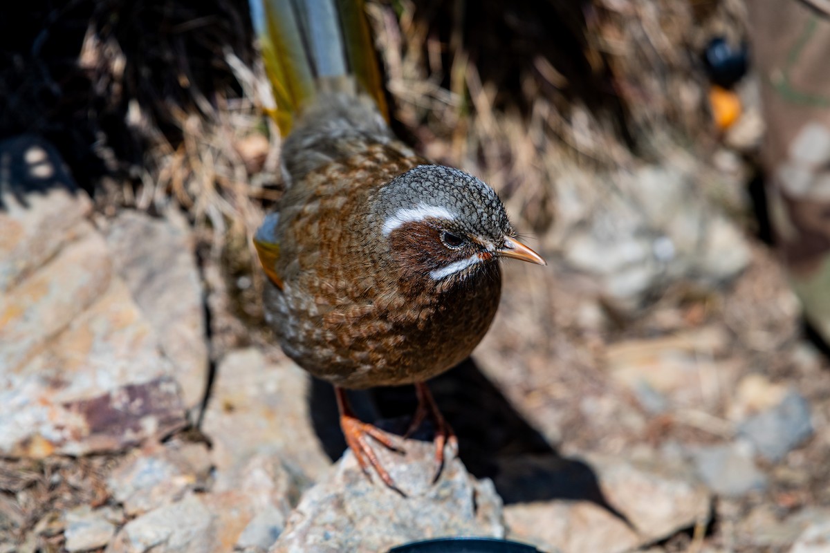White-whiskered Laughingthrush - Isolith Huang