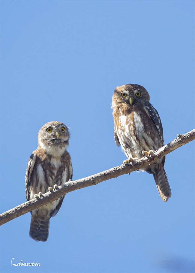 Austral Pygmy-Owl - Gonzalo Labarrera