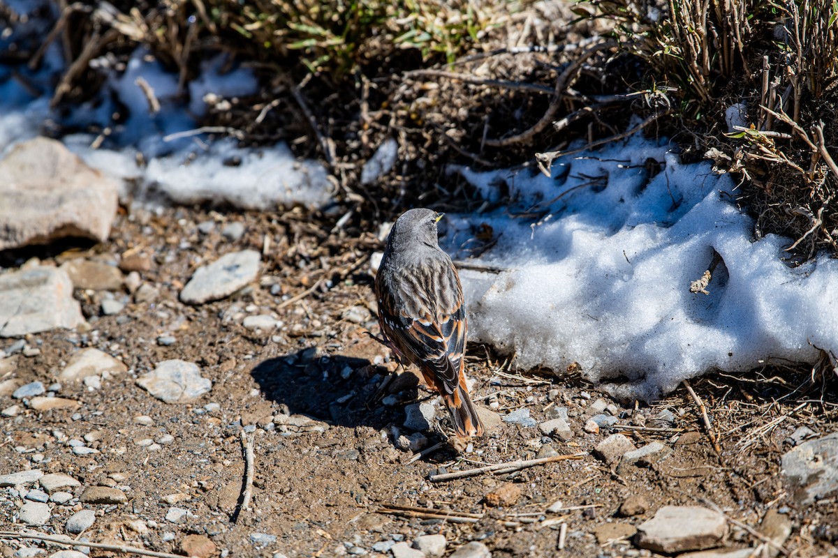 Alpine Accentor - Isolith Huang