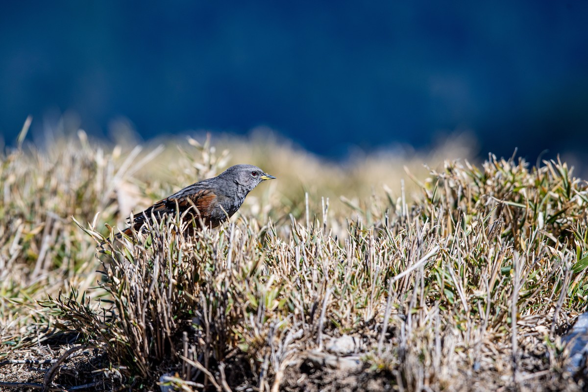 Alpine Accentor - Isolith Huang