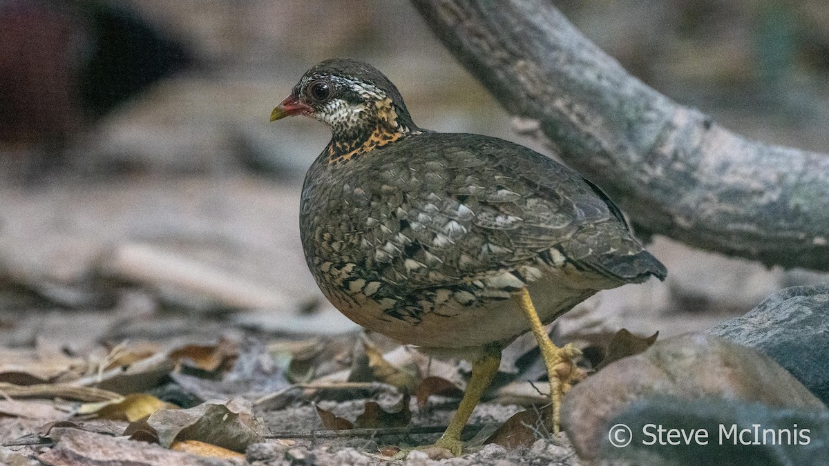Scaly-breasted Partridge - ML615788890