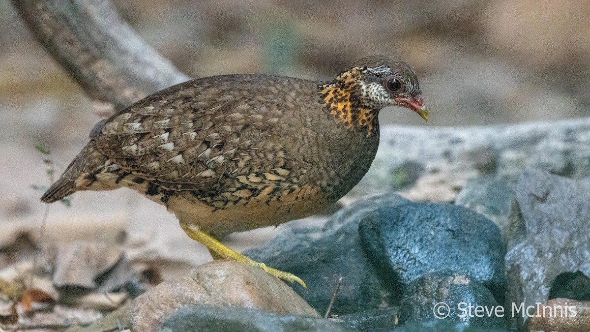 Scaly-breasted Partridge - ML615788891