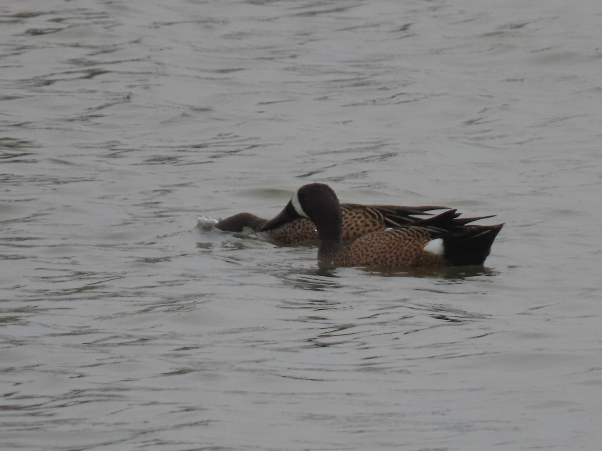 Blue-winged Teal - Barry Kinch