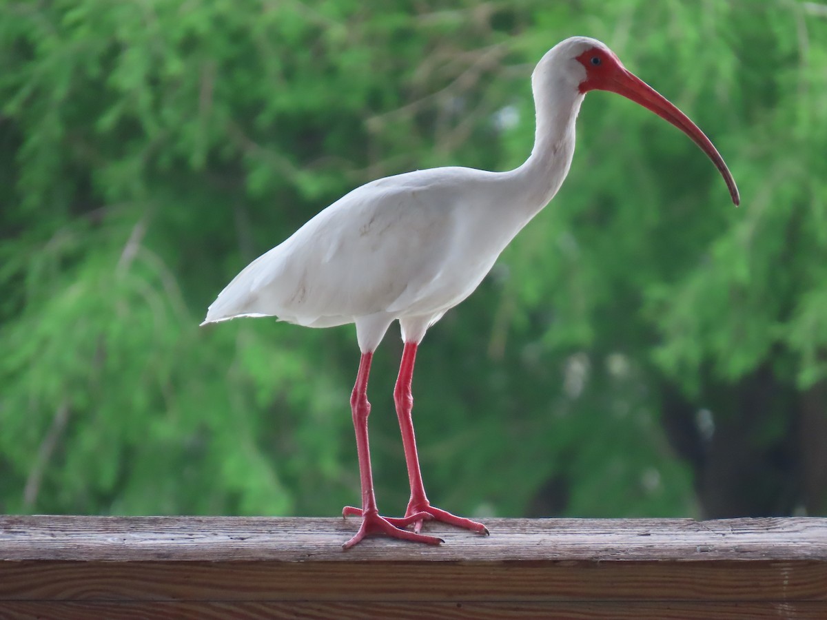 ibis bílý - ML615788949